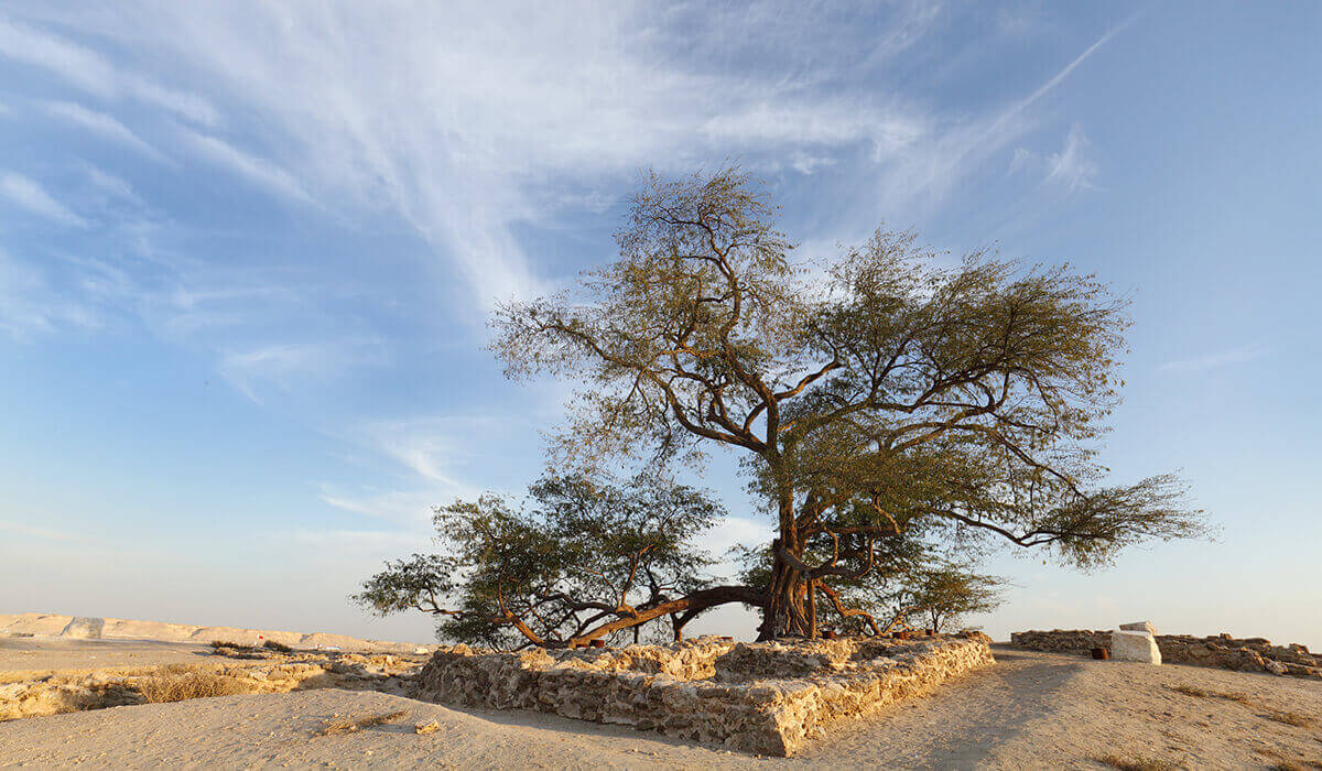 شجرة الحياة